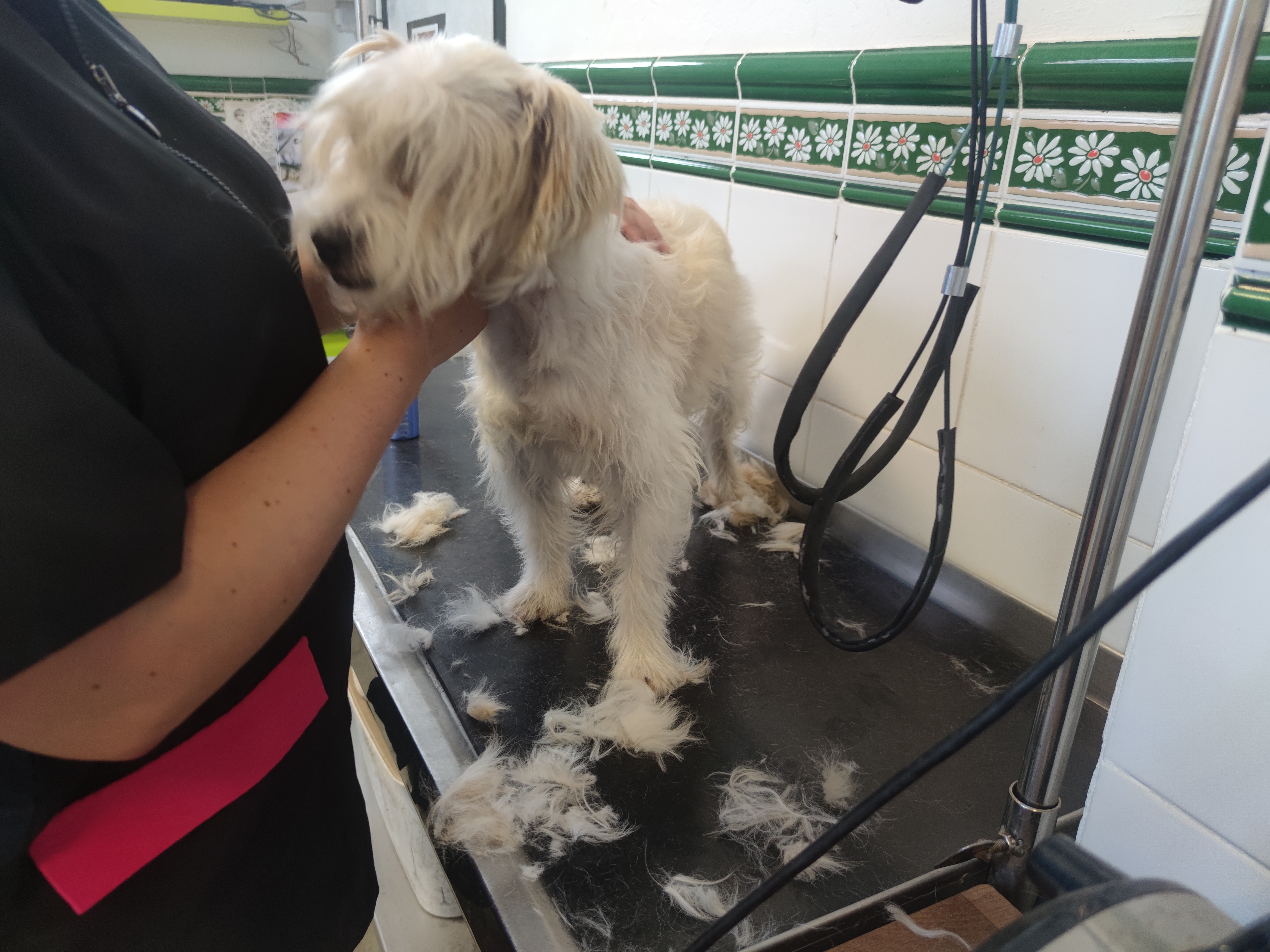 Peluquería de mascotas Yolapatitas